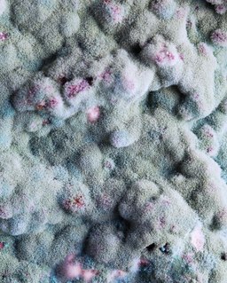 Preservative Protection