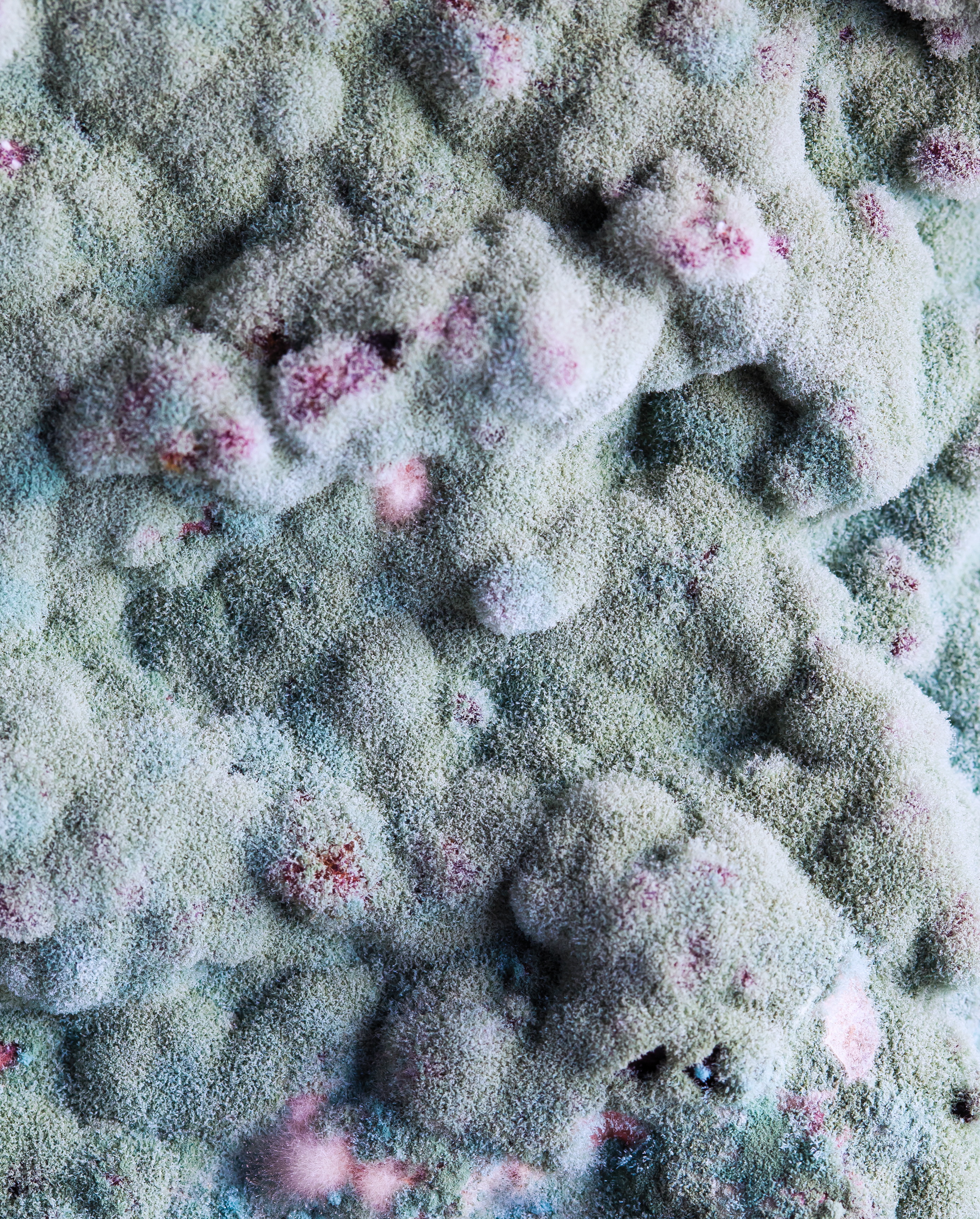 Preservative Protection